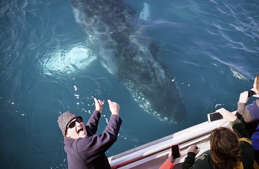 Excitement aboard Wildlife Coast Cruises Whale Cruise