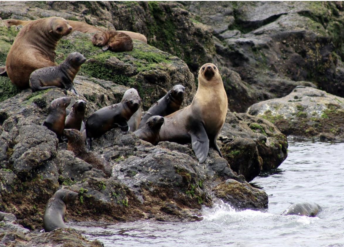 Seals at Wilsons Promontory
