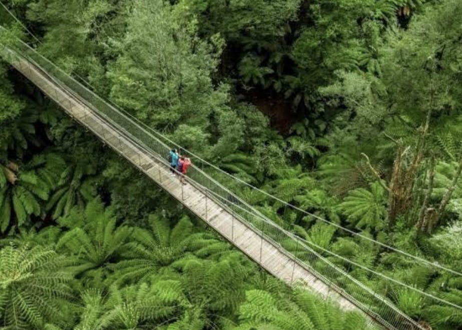 Corrigan's Suspension Bridge fern gully walk