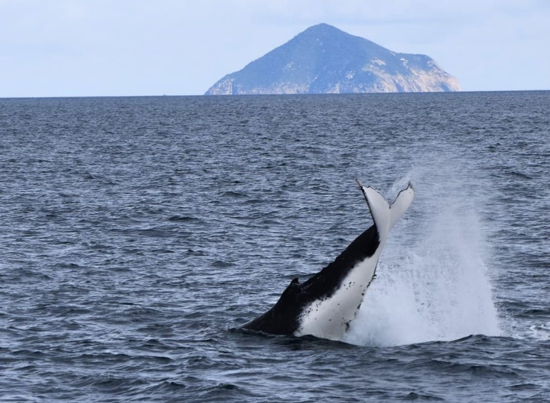 Experience the whales