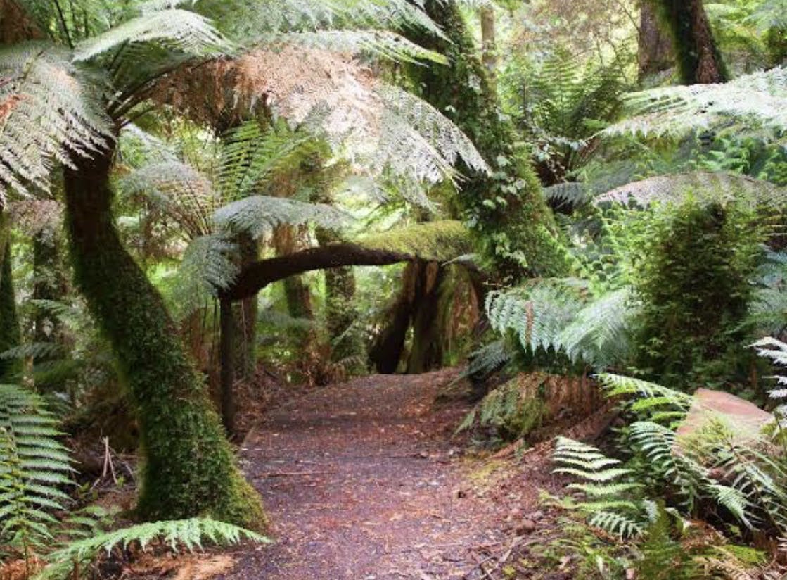 Tarra Bulga rain forest