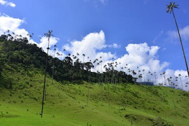 Valle del Cocora - Salento - Quindio - Colombia - Eje Cafetero