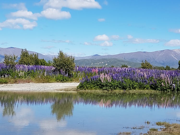 Surrounding scenery is breathtakingly beautiful. Lupins in November