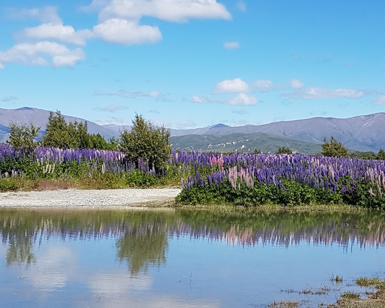 Surrounding scenery is breathtakingly beautiful. Lupins in November