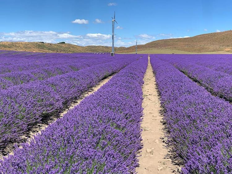 The amazing Alpine Lavender Farms, just up the road from us!