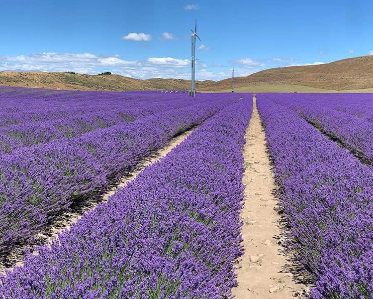 The amazing Alpine Lavender Farms, just up the road from us!