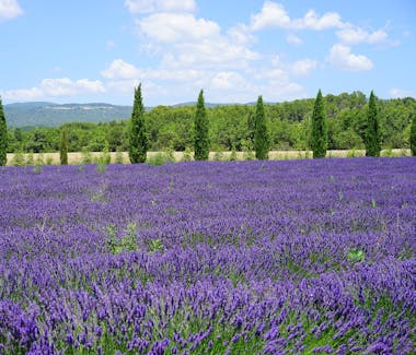Lavendelrouten Sault Valensole