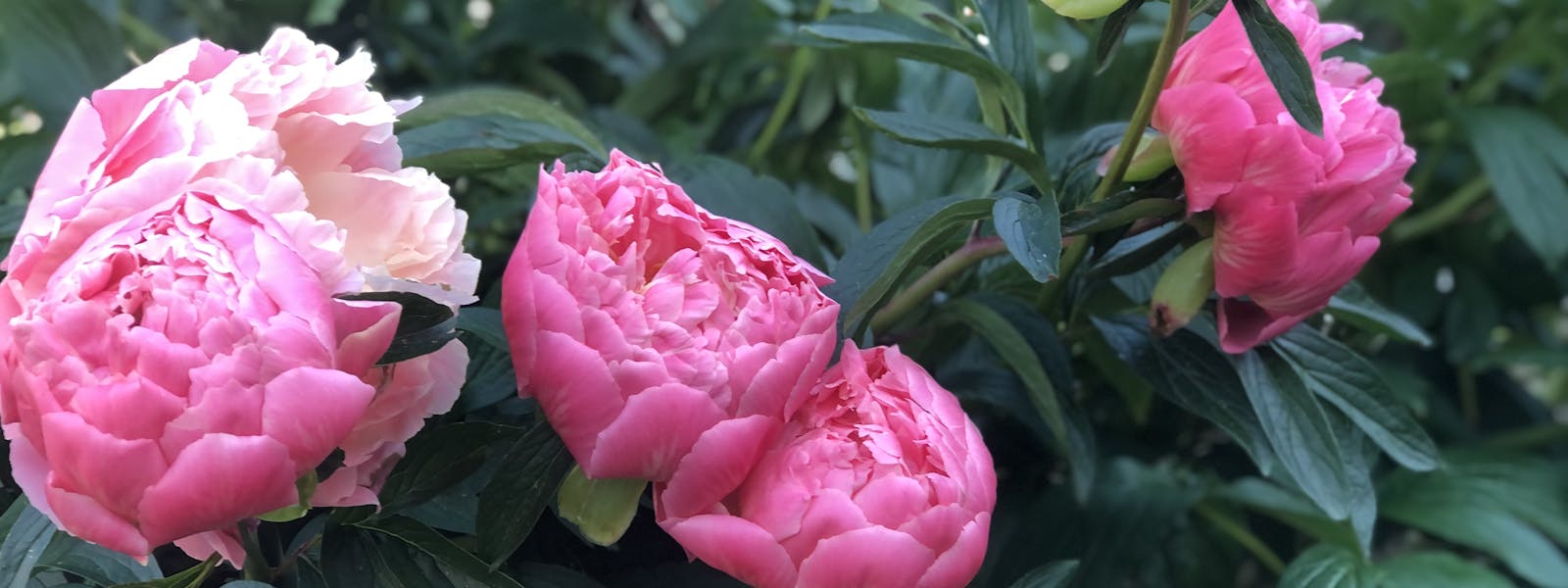 Peony Roses