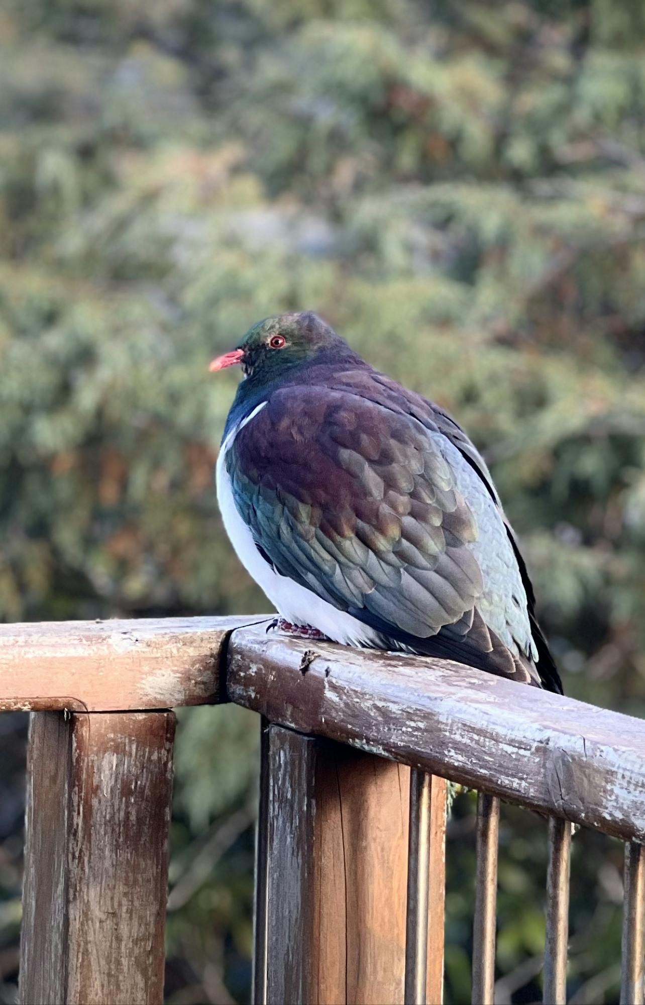 Kereru - NZ Wood Pigeon, Kowahi Lane, Rakiura-Stewart Island