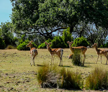 Tapada Nacional de Mafra