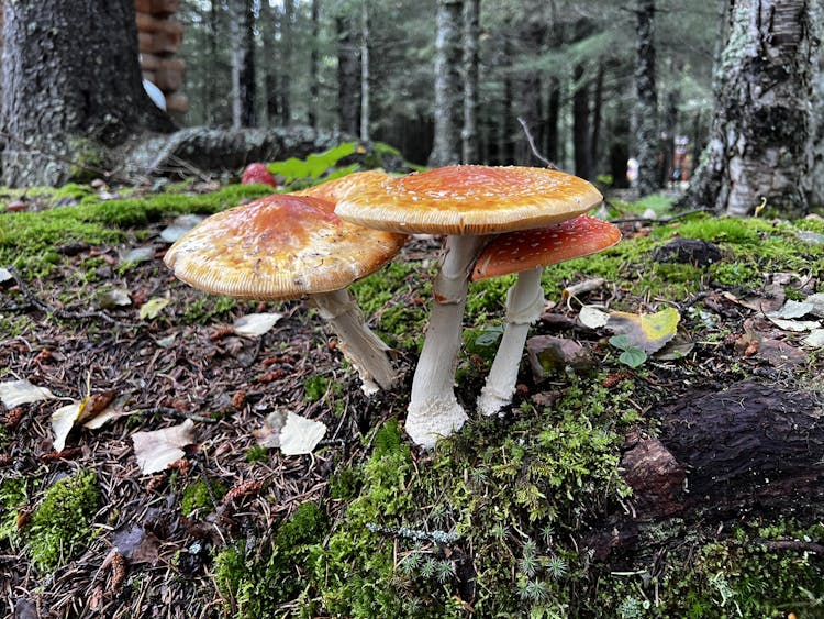 Mushrooms on Property