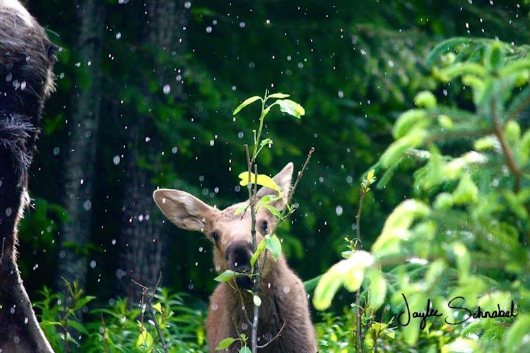 Calf Moose playing in rain