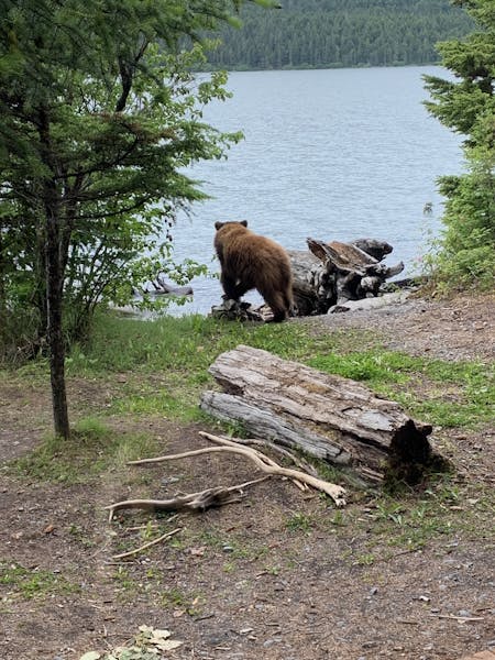 Brown Bear in front of Cabin #5