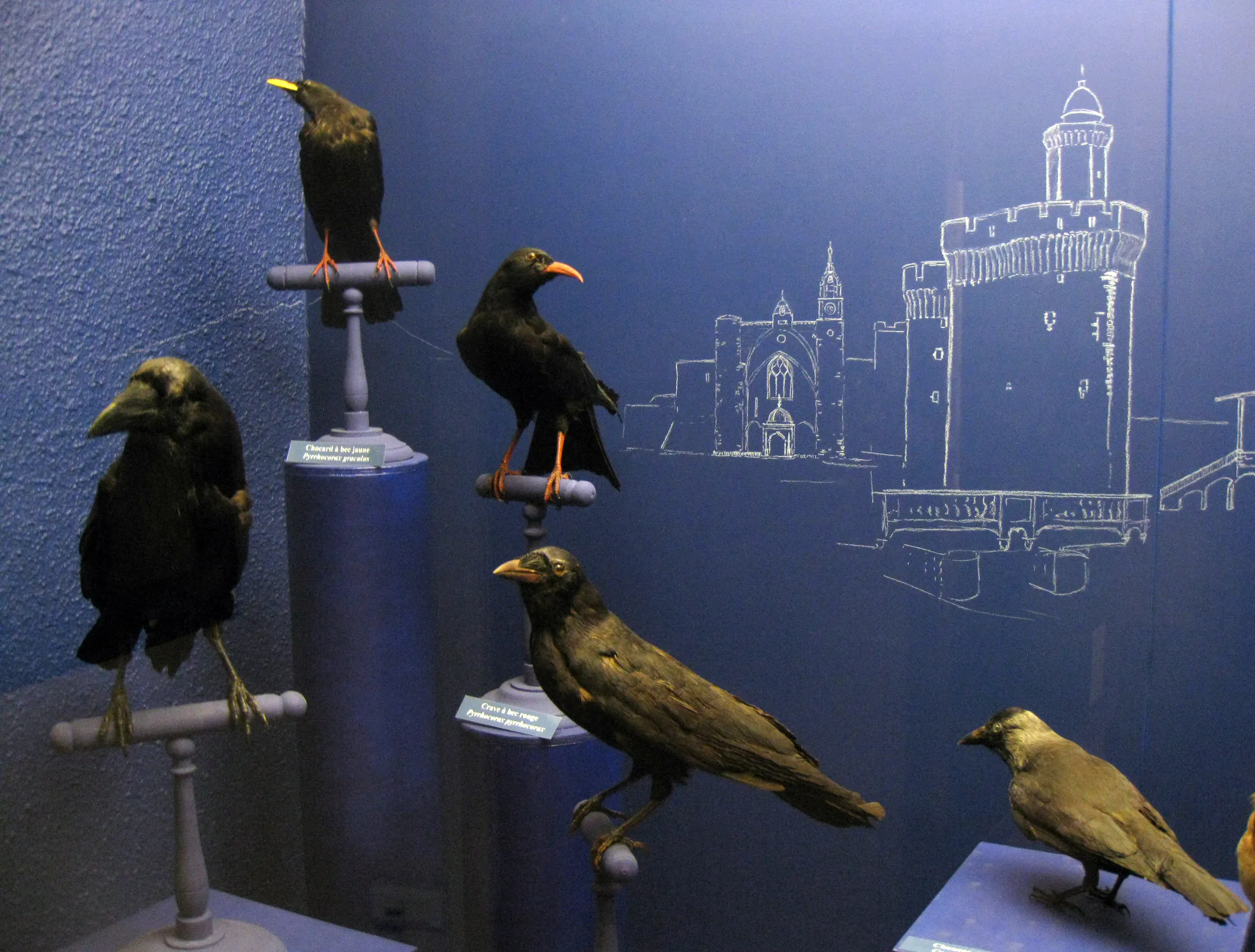Vitrine dans le musee d'histoire naturelle de perpignan