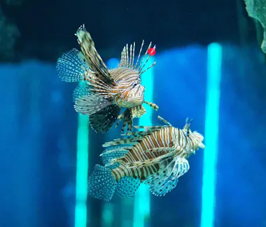 Underwater World Pattaya