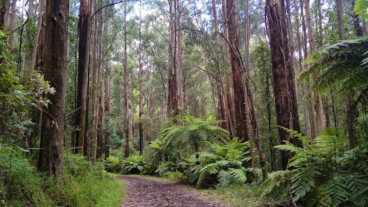 Quality Inn & Suites Knox, a perfect base at the foothills of the Dandenong Ranges