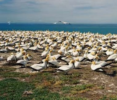 cape kidnappers