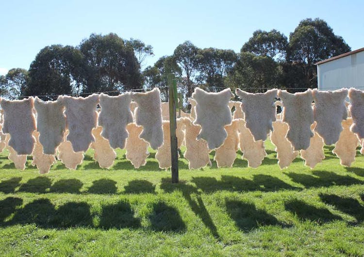 classic sheepskins napier