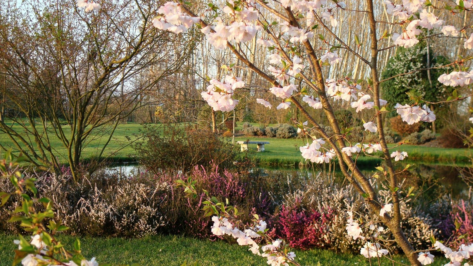 The Spring Flowers in the Park
