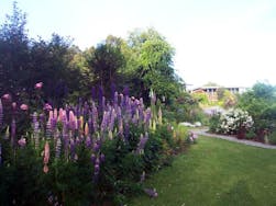 Cottage gardens Lupins in bloom
