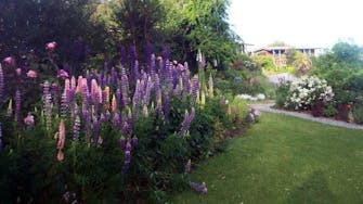 Cottage gardens Lupins in bloom