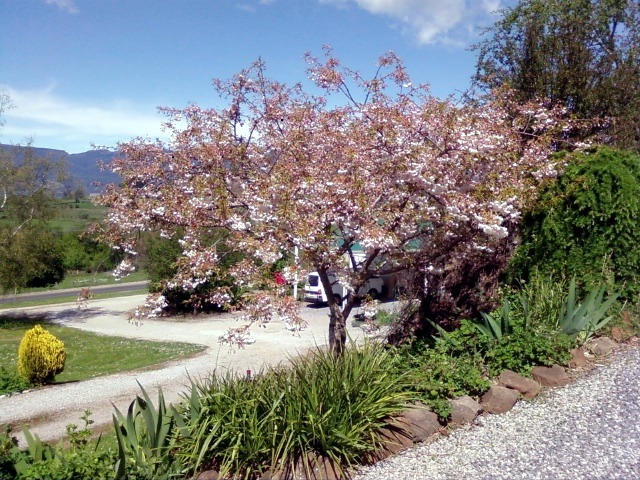 Spring time in the cottage gardens