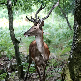 Parque Biológico da Serra das Meadas em Lamego