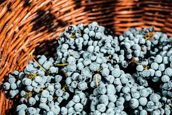 Cesta de vindima com uvas