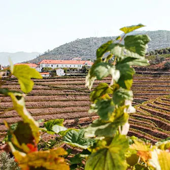 Quinta Sta. Eufémia