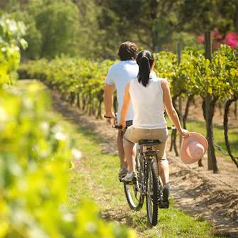 Casal a andar de bicicleta entre as vinhas