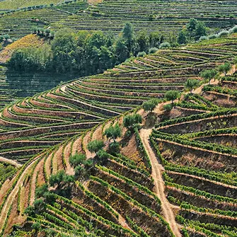 Paisagem dos vinhedos do Douro