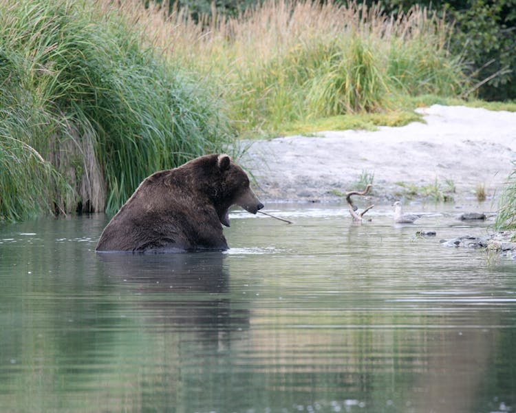 Grizzly Fishing on the Kenai River