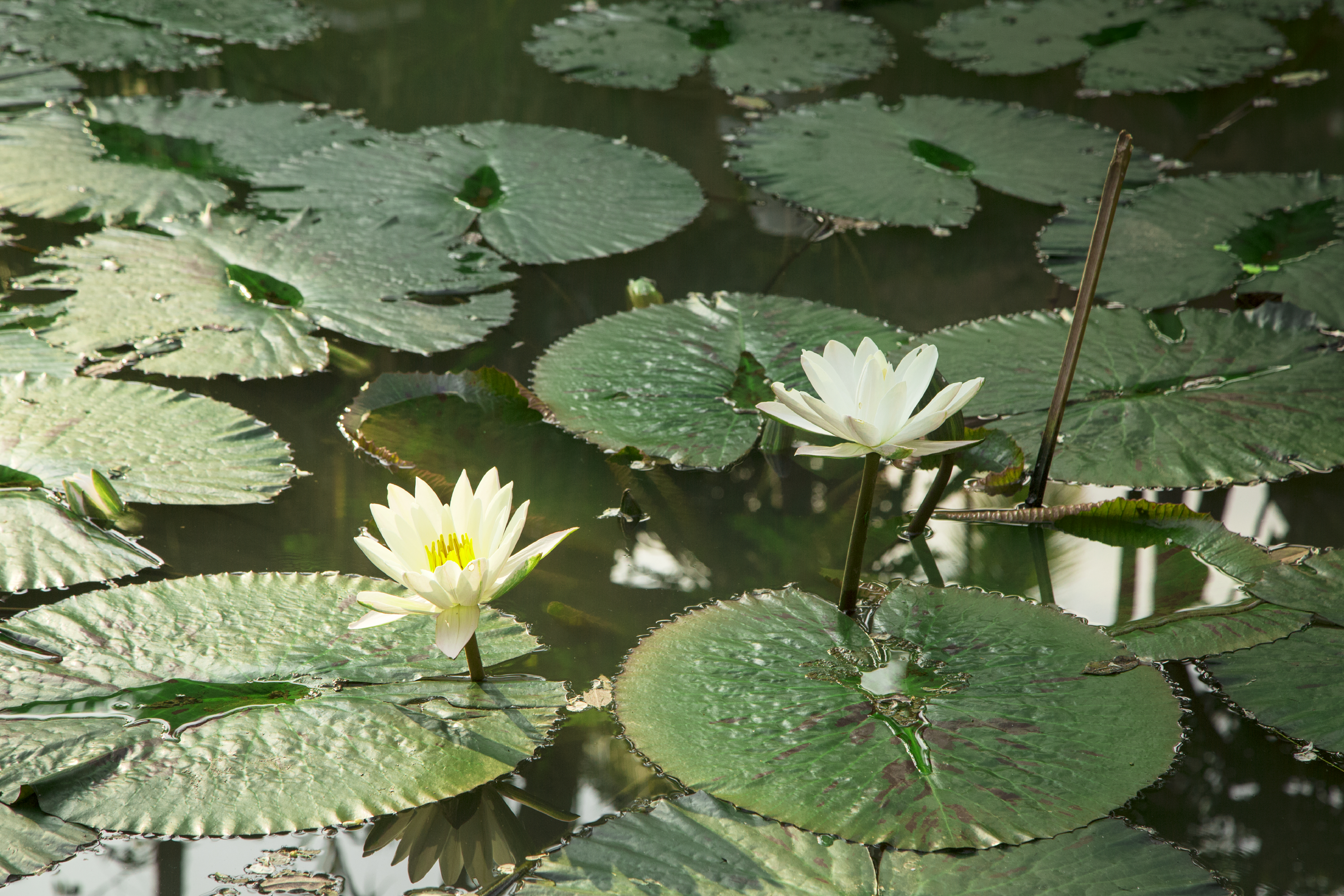 Parasol Blanc hotel pond water lilly