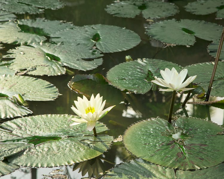 Parasol Blanc hotel pond water lilly