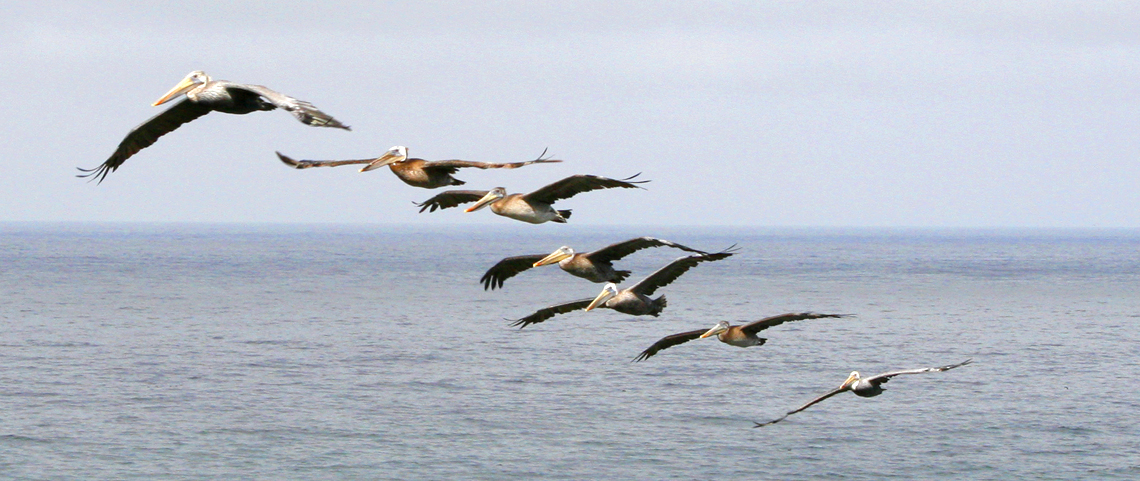 Six pelicans flying