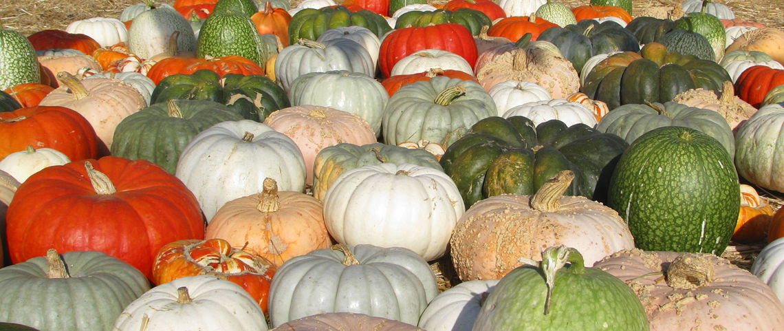 Pumpkin Patch