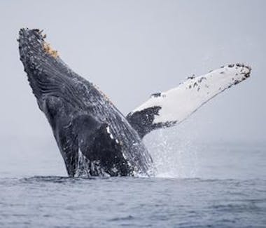 Whale Tale breaking ocean surface