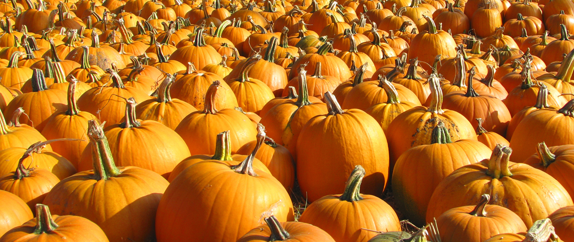 Pumpkin Patch