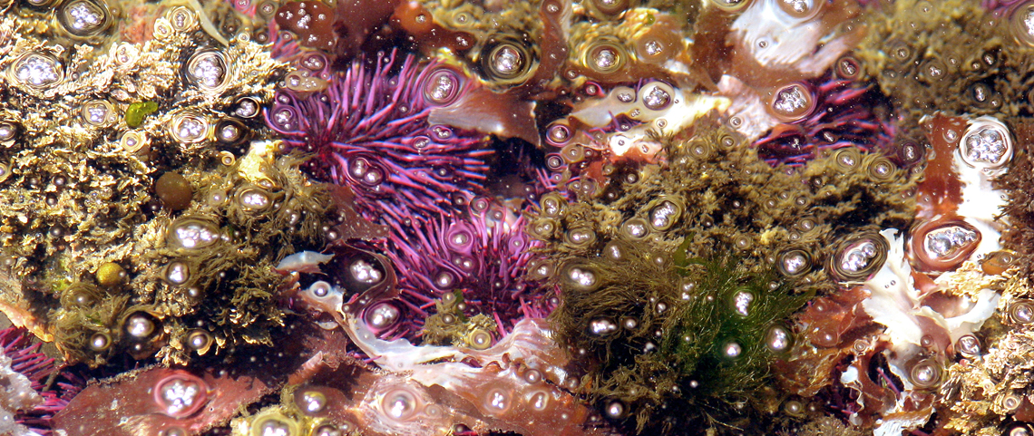 Fitzgerald Marine Reserve