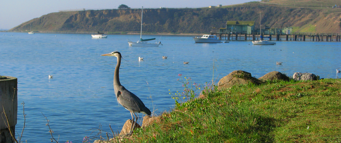 Heron standing in grass near shore
