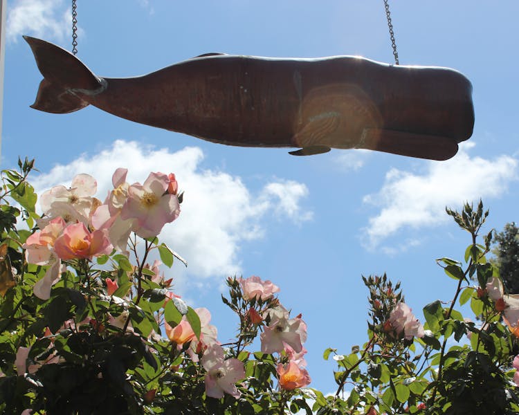 Copper Whale Sculpture hanging above rose bush in patio garden