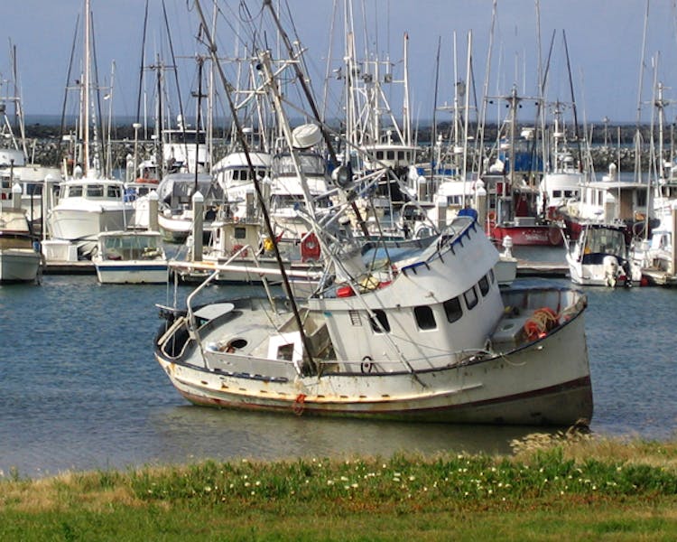 Boats in Pillar Point Harbor