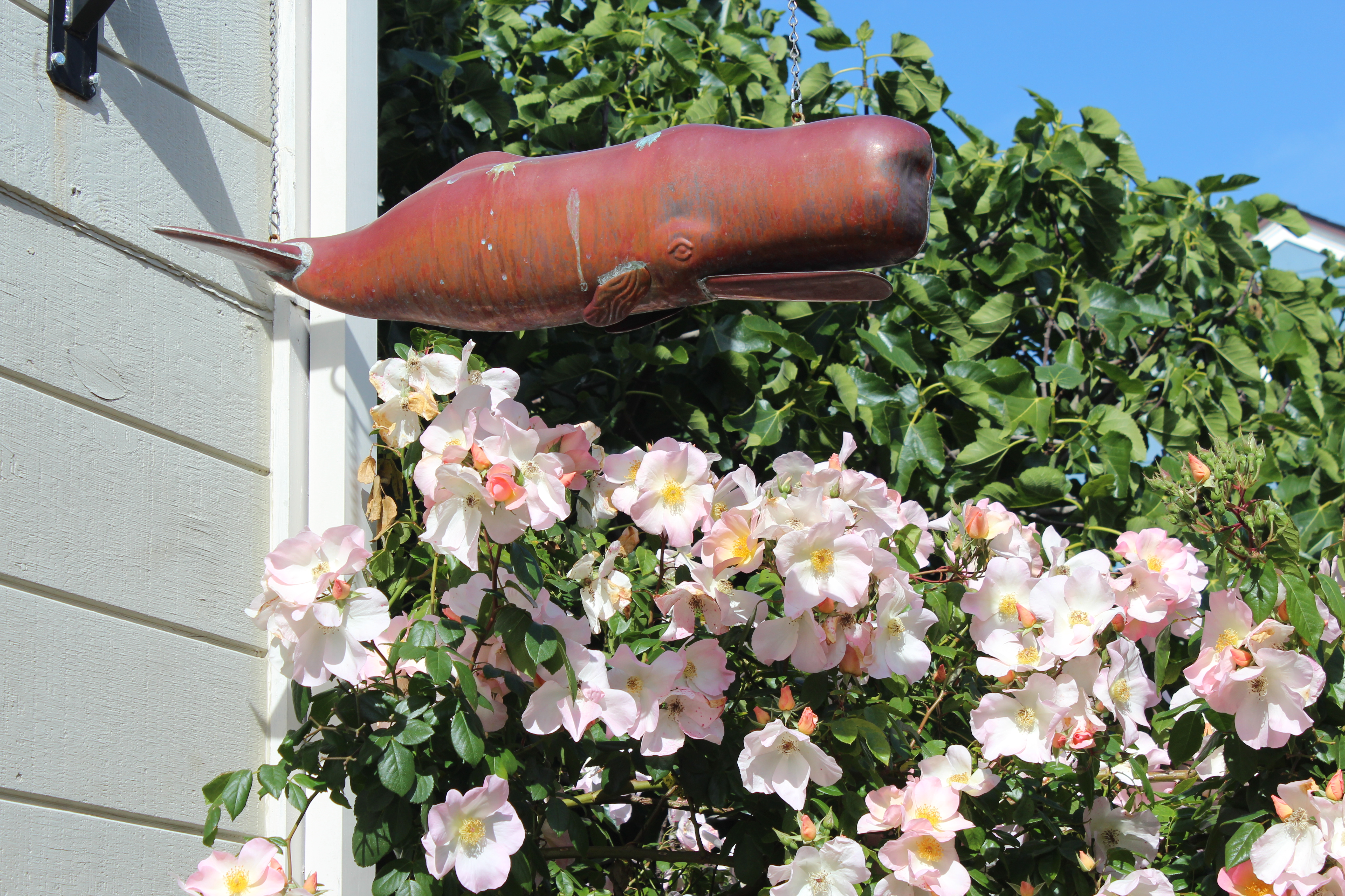 Copper Whale Sculpture hanging above rose bush in garden