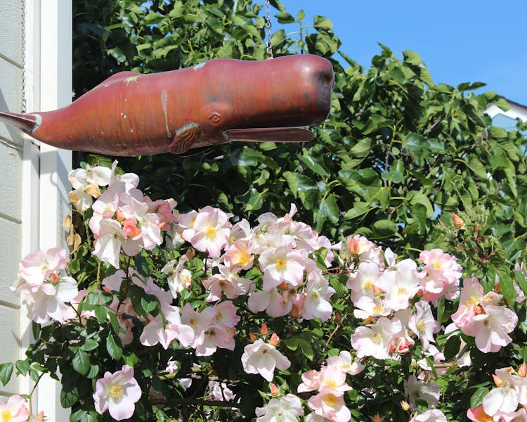 Copper Whale Sculpture hanging above rose bush in garden