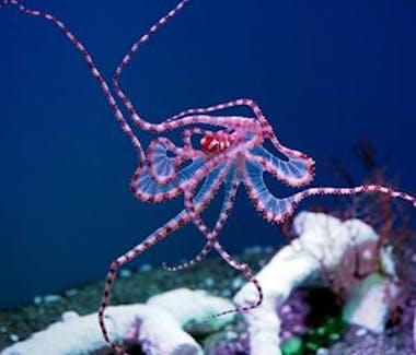 Jellyfish Monterey Aquarium