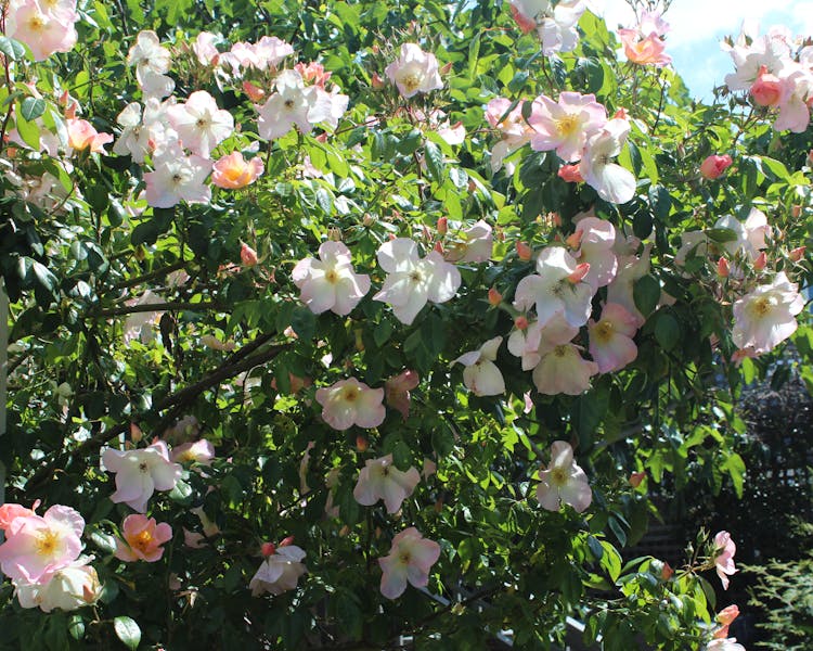 Garden rose bushes in bloom