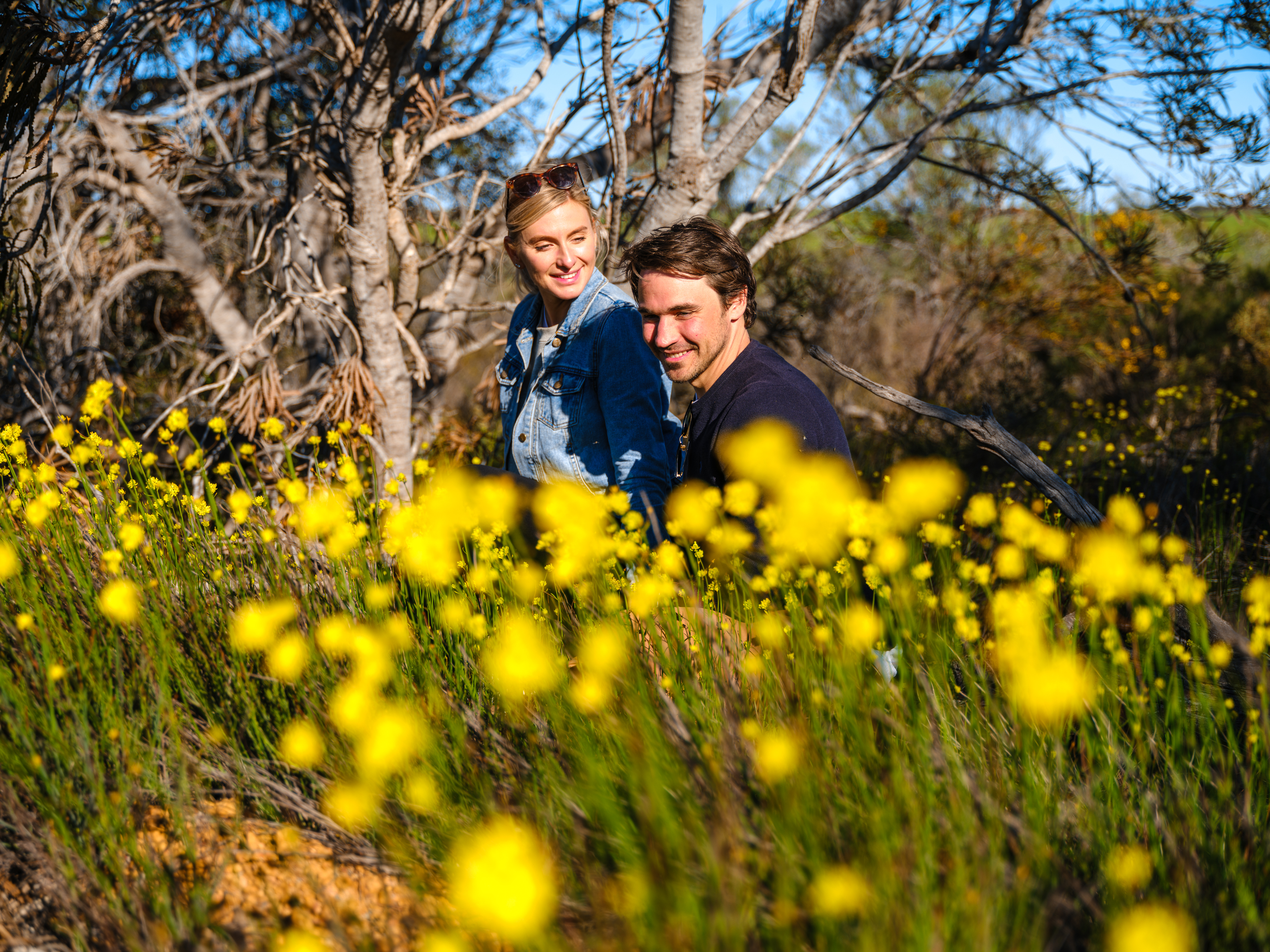 Explore the midwest region's best wildflowers