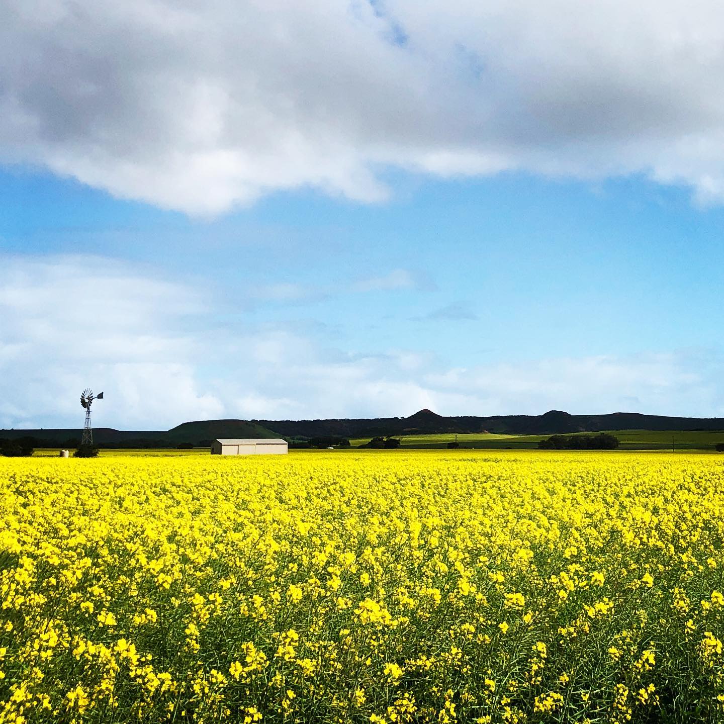 Explore the midwest regions best wildflowers