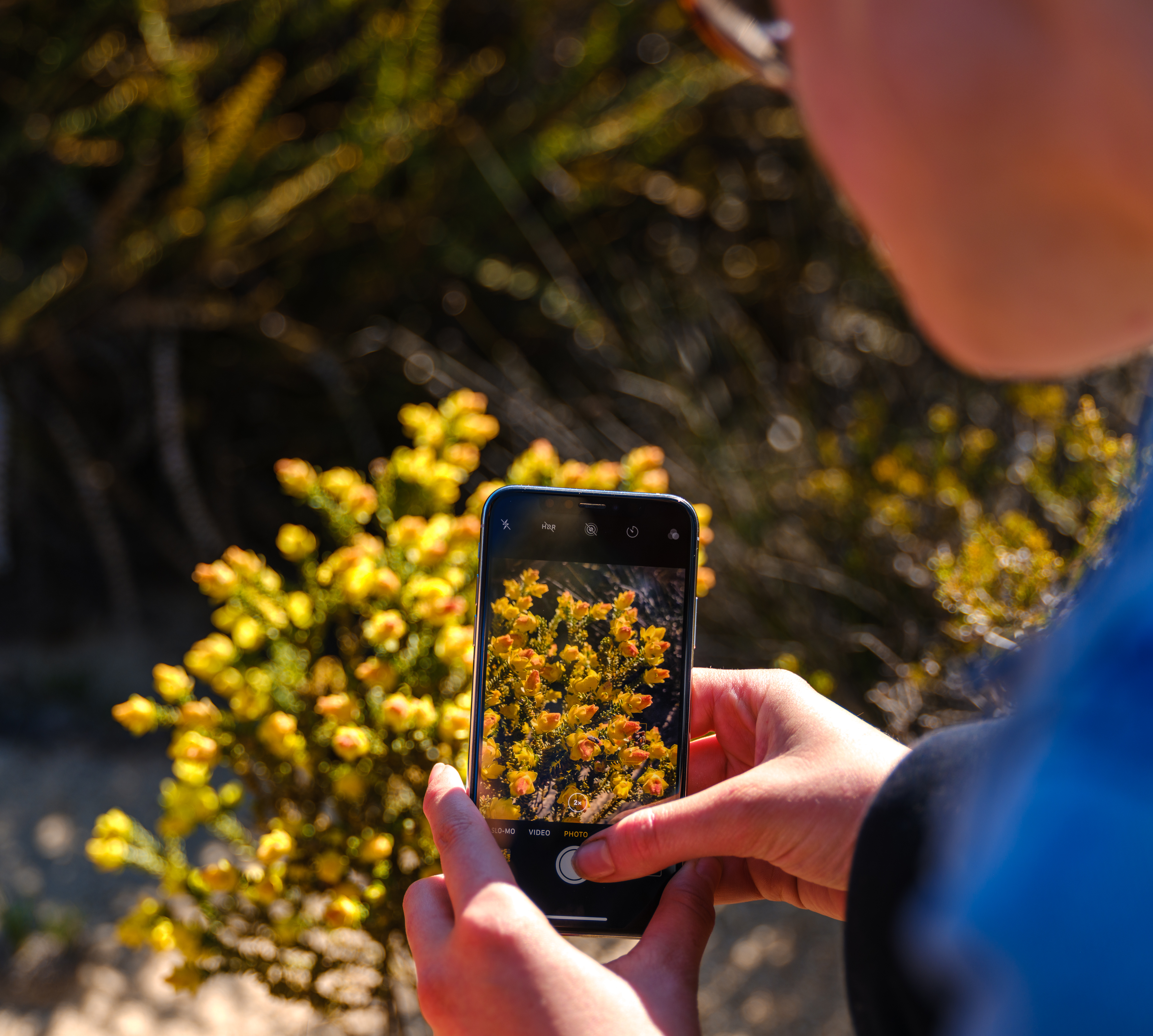 Explore the midwest region's best wildflowers