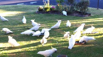 Cockatoos in the garden at Sea Salt bnbs Rosebud. Holiday with nature.